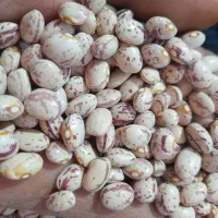 مقدار ۵ تن لوبیا چیتی