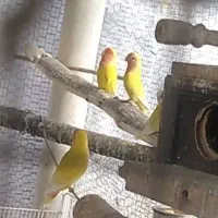 طوطی کوتوله برزیلی مولد ملنگو جفت وتکی|پرنده|خمینیشهر, |دیوار