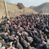 حیوانات ومزرعه|حیوانات مزرعه|کاغذکنان, |دیوار