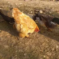 چند عدد مرغ وخروس