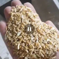 فروش کاه کنسانتره ذورت جو