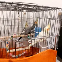 فروش سه عدد عروس هلندی 4000000تومان