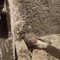 کبوتر سرور آتشی|پرنده|شهریار, شهرک وائین|دیوار