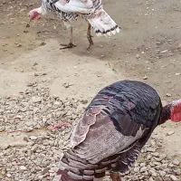 فروش بوقلمون|حیوانات مزرعه|رامسر, |دیوار