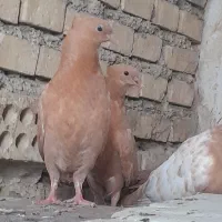 سینه پرتقالی
