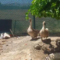 یک جفت ماده غاز اوکراینی سه ساله