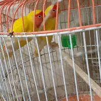 کوتوله و مرغ عشق