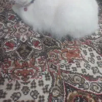 گربه ی تربیت شده پرشین|گربه|کاشمر, |دیوار