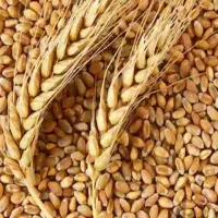 گندم