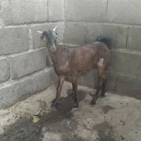 ب دلیل نیاز مالی|حیوانات مزرعه|میناب, |دیوار