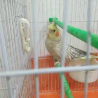 ماده جوان کار داده