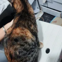 گربه