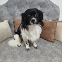 سگ نر|سگ|رشت, پاره بیجار|دیوار