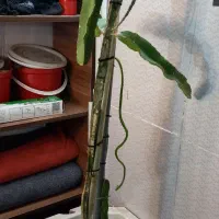 نهال دراگون فروت