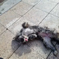 سگ شیتزو|سگ|کرمان, |دیوار