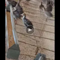 جوجه بوقلمون 15 روزه نژاد امریکایی