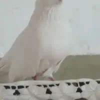 کبوتر تهرانی چش نوک