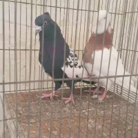 کبوتر|پرنده|مهاجران, |دیوار