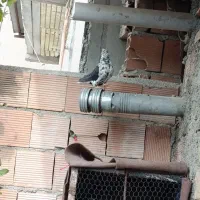 کبوتر ماده کاکولی