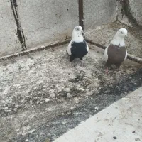 دمسیاه دمسرکه ای