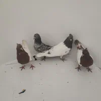 کبوتر|پرنده|عسلویه, |دیوار