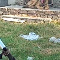 سگ پژدر ۵ ماهه|سگ|بندر ترکمن, |دیوار