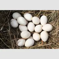 بوقلمون و مرغ