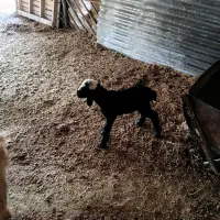 بره زیر میشی سالم و سر حال