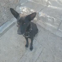 توله ژرمن|سگ|مرودشت, ابوذر شمالی‎|دیوار