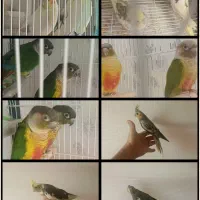 عروس هلندی،گرینچیک