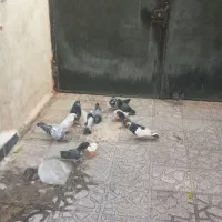 ۱۲کبوتر سالم و سرحال و تخم گذار|پرنده|ایوان, |دیوار