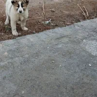 سگ نژاد دار|سگ|نیمروز, |دیوار