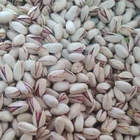 باغ پسته واقع میامی،کلاته های شرقی، روستای کوهان