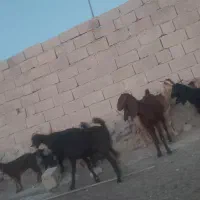 تیشتر هشت ماهه دوقلو زا|حیوانات مزرعه|اهرم, |دیوار