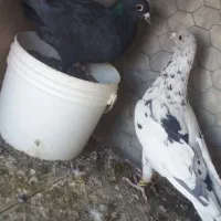 کبوترساروزاغ کرمانی|پرنده|قائن, |دیوار