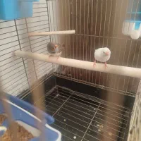 جفت فنچ