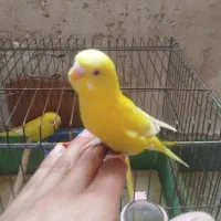 مرغ عشق مولد با جوجه