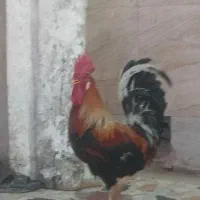 خروس قرمز