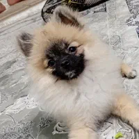 سگ پامر خرسی