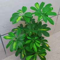 گلکده سانسوریا .شفلرا دراسینا زاموفیلیا