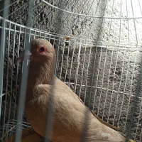 مجسه کفتر|حراج|مهریز, |دیوار