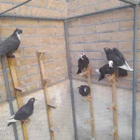 کفترپلنگ.ریش|پرنده|بیرجند, |دیوار