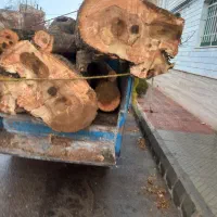 خریدانواع چوب بابالاترین قیمت