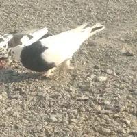 طوقی سیاه چک مست