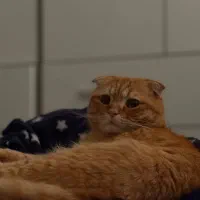 واگذاری گربه|گربه|کرج, ساماندهی|دیوار