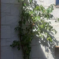 گلهای آپارتمانی زیبا وسر سبز وشاداب|گل و گیاه طبیعی|مراغه, |دیوار