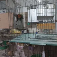 تعدادی عروس هلندی و کوتوله وفنچ|پرنده|قم, شهید صیاد شیرازی|دیوار