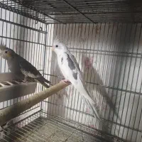 عروس هلندی|پرنده|پاکدشت, پاکدشت (مامازند)|دیوار