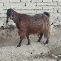 فروش بز روزگاری. همه چیز تموم