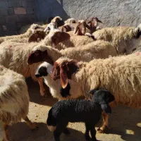 گوسفند میش و بره